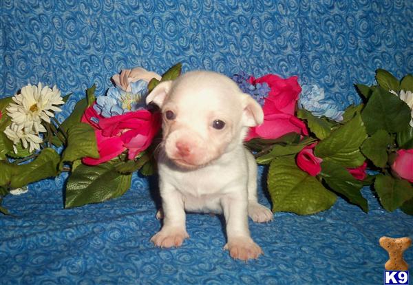 Puppies in LA